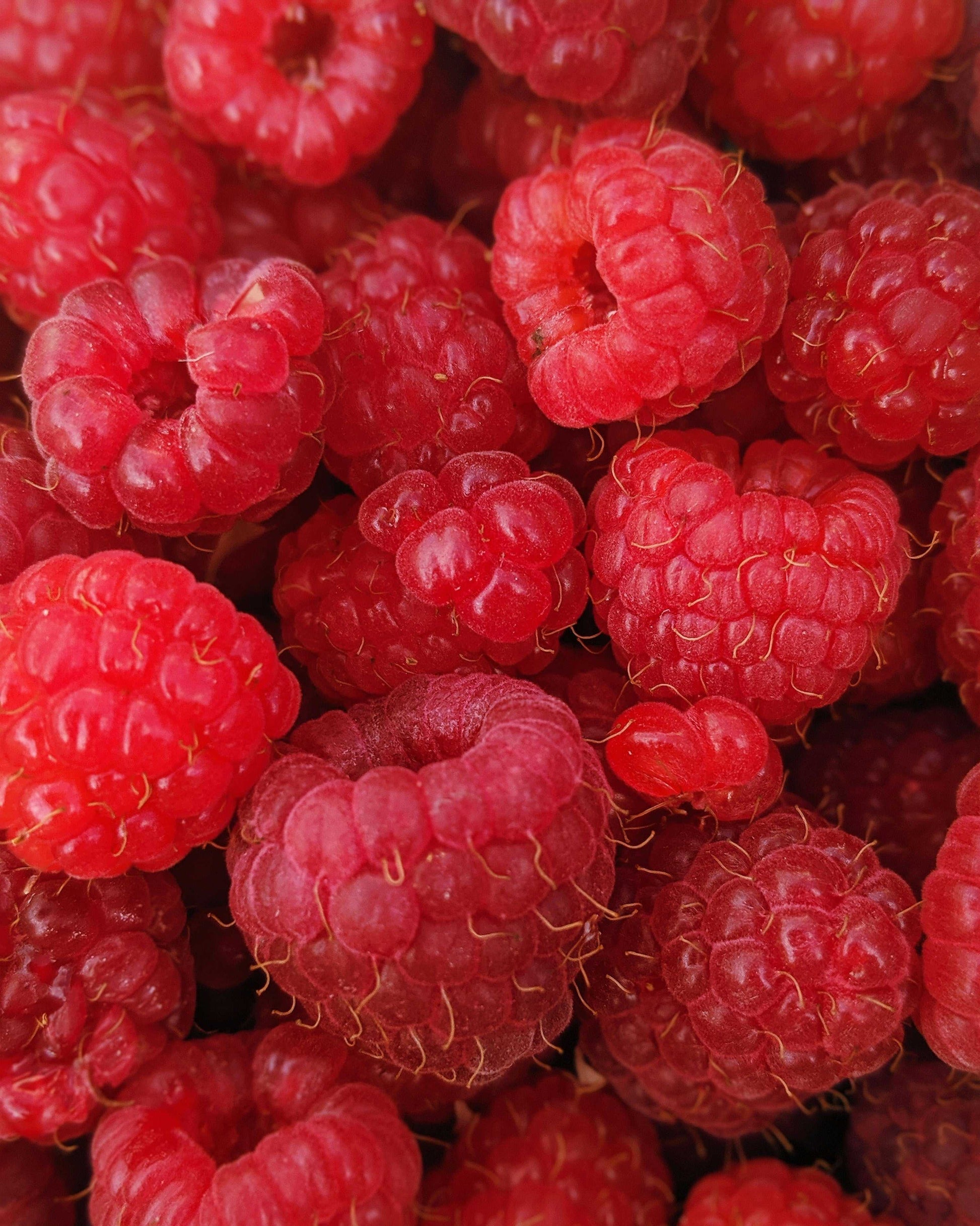 Raspberry Powder-2